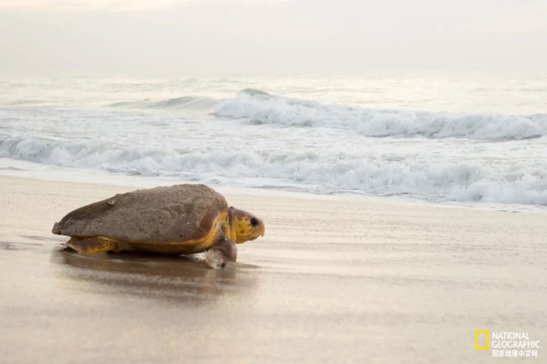 新冠肆虐,新冠在东南亚持续肆虐