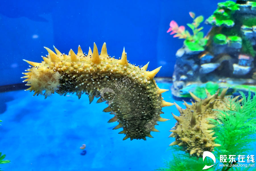 “云”见烟台:蓝色后浪奔涌海洋产业“参参”不息