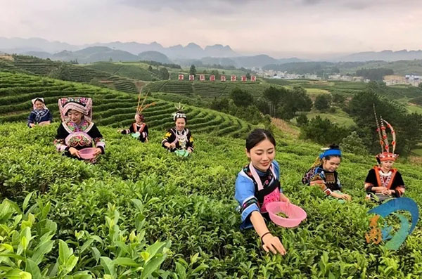 产业兴旺领航乡村振兴——平塘县特色农业产业发展综述