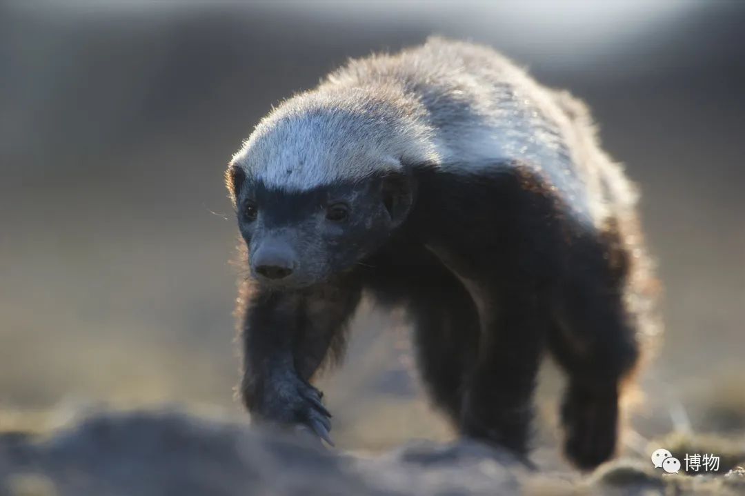 蜜獾被一条蟒蛇生吞了,蜜獾捕食大蟒蛇