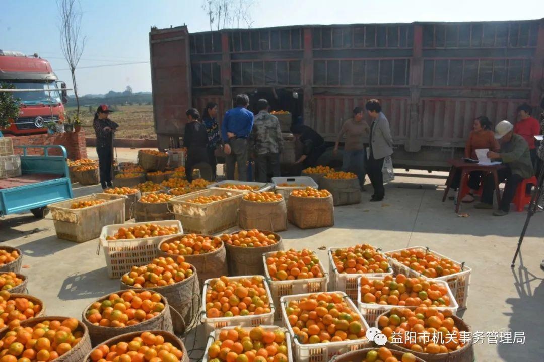 「脱贫攻坚」艾华集团认购3.5万公斤!富民村滞销橘子一天变畅销