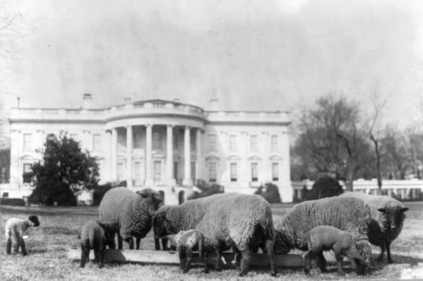 白宫里的宠物,白宫中有哪些宠物