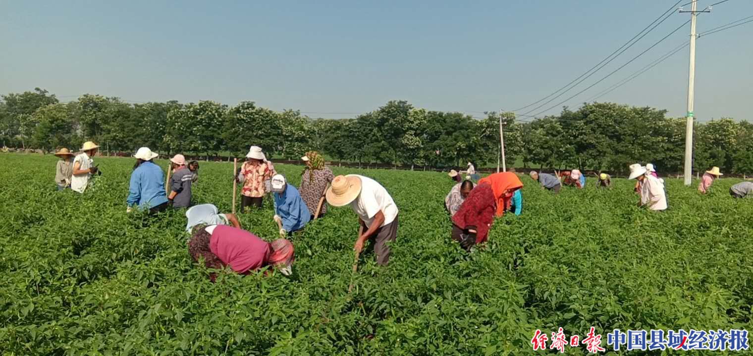 长治10万亩辣椒种植基地,长治屯留辣椒