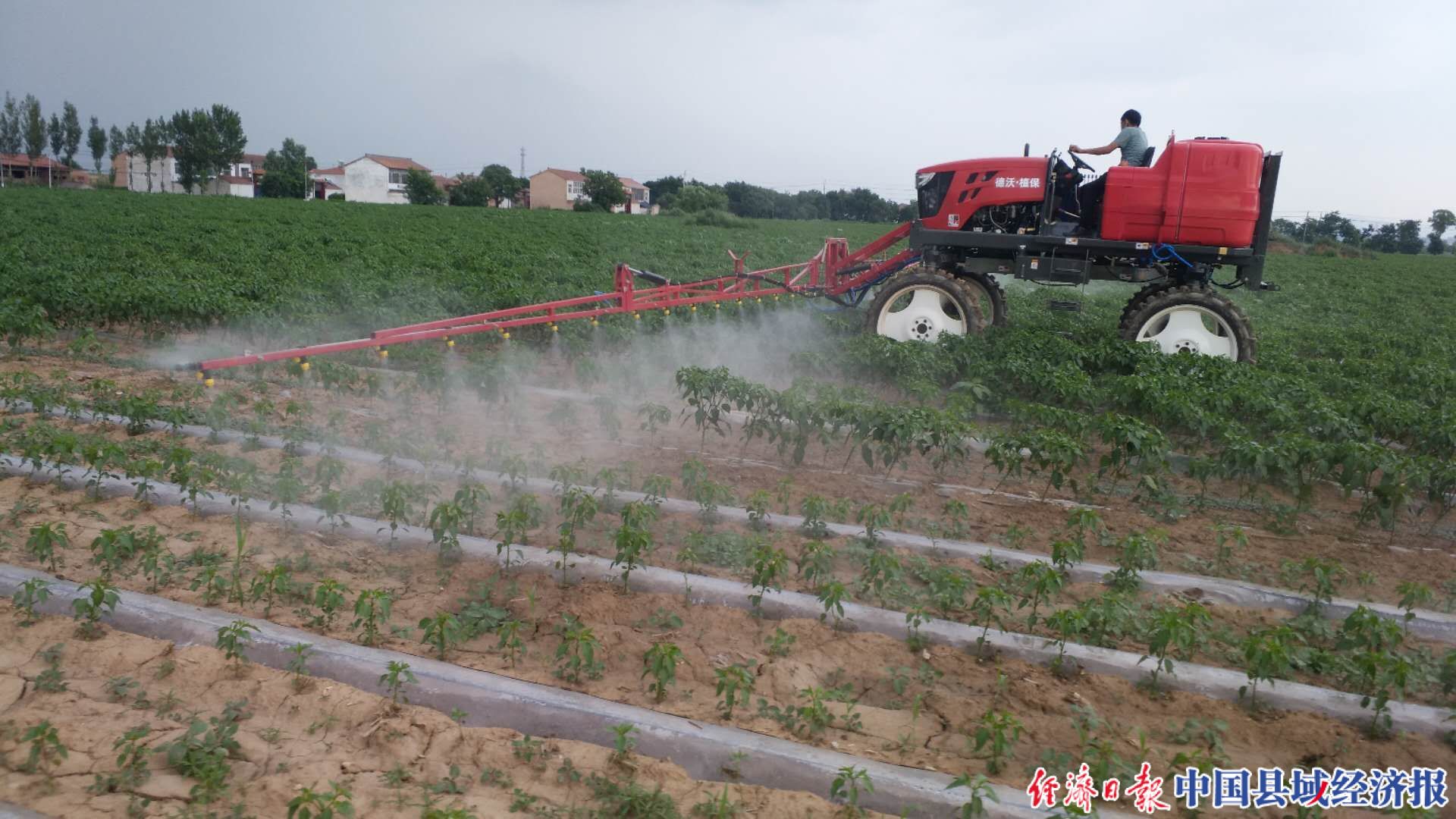 长治10万亩辣椒种植基地,长治屯留辣椒