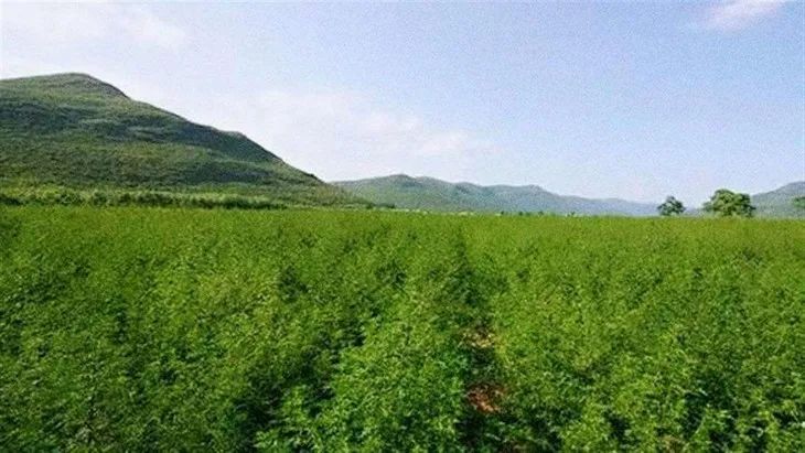 火遍全网的生发养发防脱固发,去屑止痒防脱养发