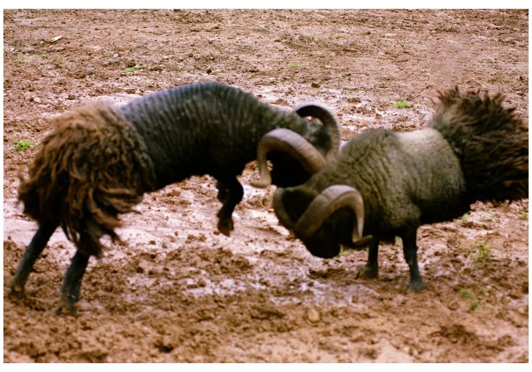 彝历新年这些习俗有讲究！