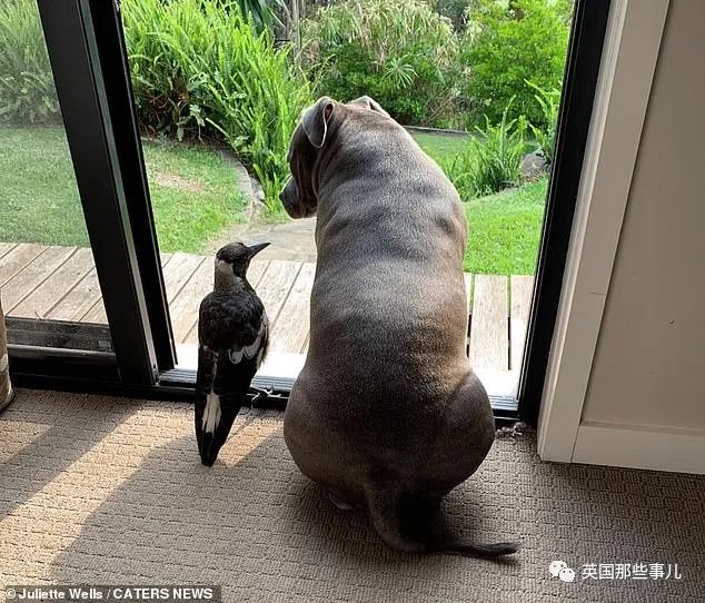 狗子把受伤的喜鹊当娃养，没怀过孕居然开始产奶