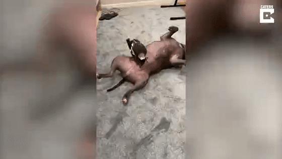 狗子把受伤的喜鹊当娃养，没怀过孕居然开始产奶