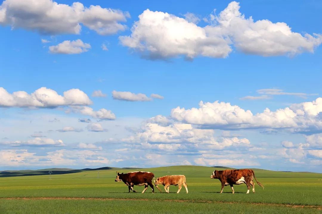 香嫩手撕牛肉,手撕五香牛肉干超级好吃