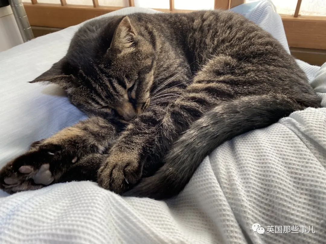 多猫家庭猫咪也会尿闭吗,多猫家庭为什么不能洗澡