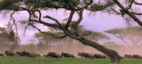 鐚庢潃ai娓告垙瑙嗛,鐚庢潃ai鑷瀯csgo