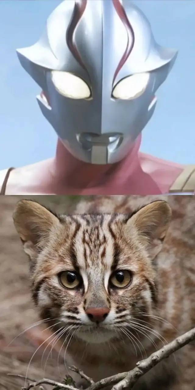 奥特曼的帅气照片有哪些,奥特曼中谁最帅气照片