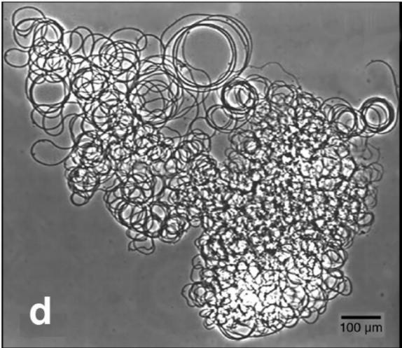 科学家发现精子质量,科学家发现1亿年前隧道