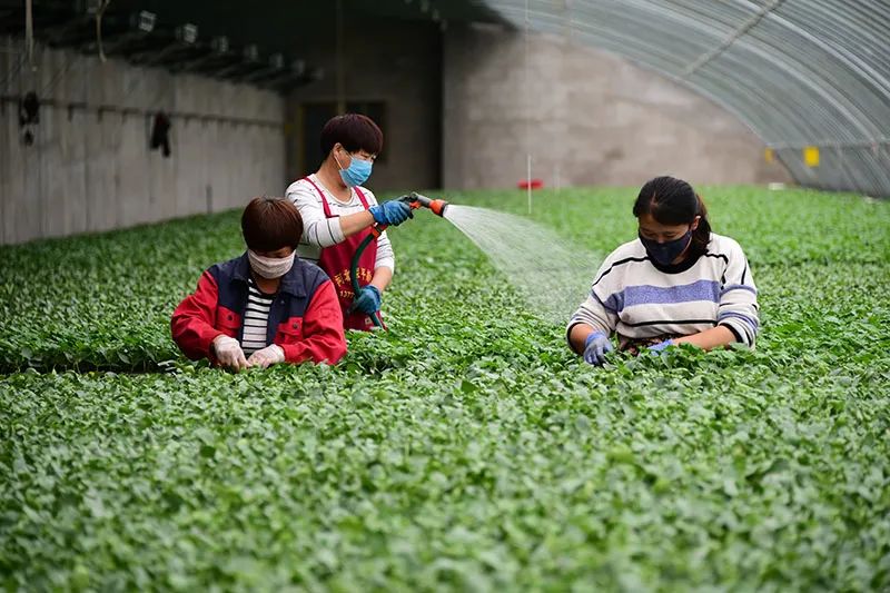 从2020年中央经济工作会议看以习*平近**同志为核心的*党**中央谋划“十四五”开局起步