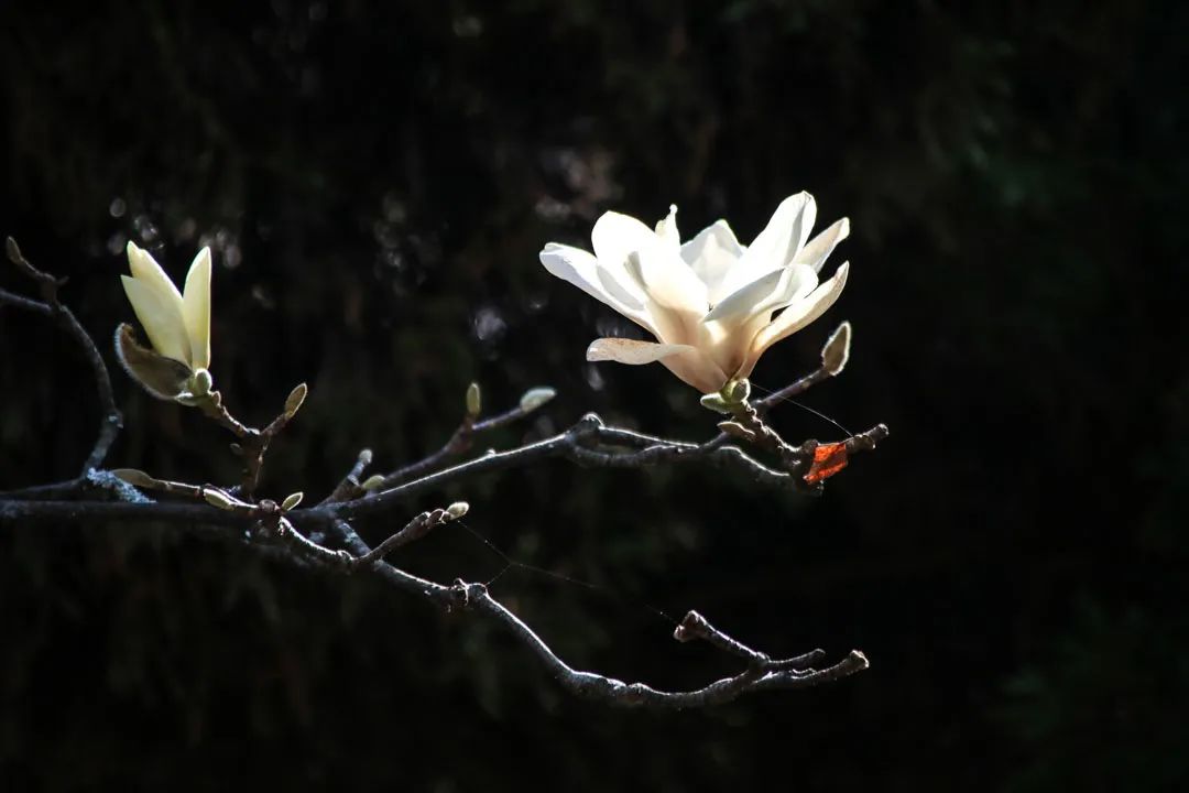 昆明春城风光秀,昆明春城秀小视频