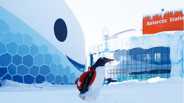 淘学企鹅冰雪巡游游玩攻略,淘学企鹅冰雪巡游启幕