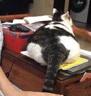 日本“性感小屁屁大赛”，300万网友围观点赞：屁屁虽好，不要贪摸哦