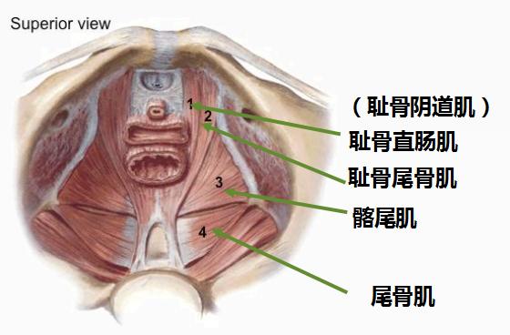 女人盆腔周围有哪些器官,女性身体背后内脏器官分布