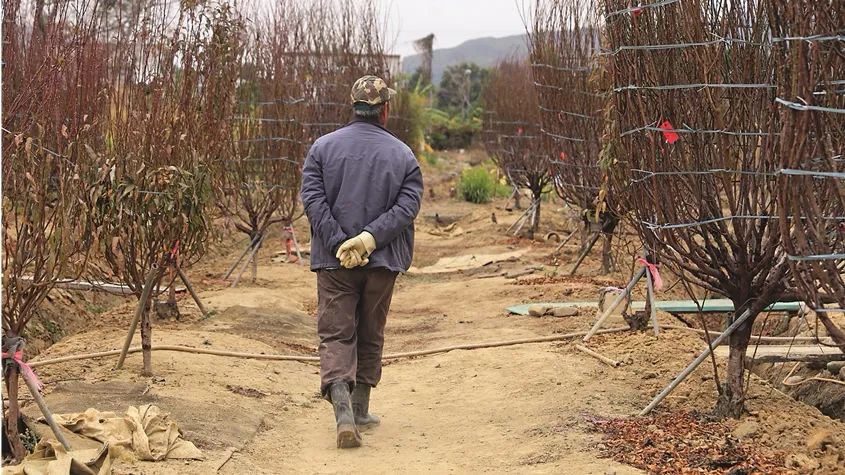 年宵没了花农哭了桃花变废柴