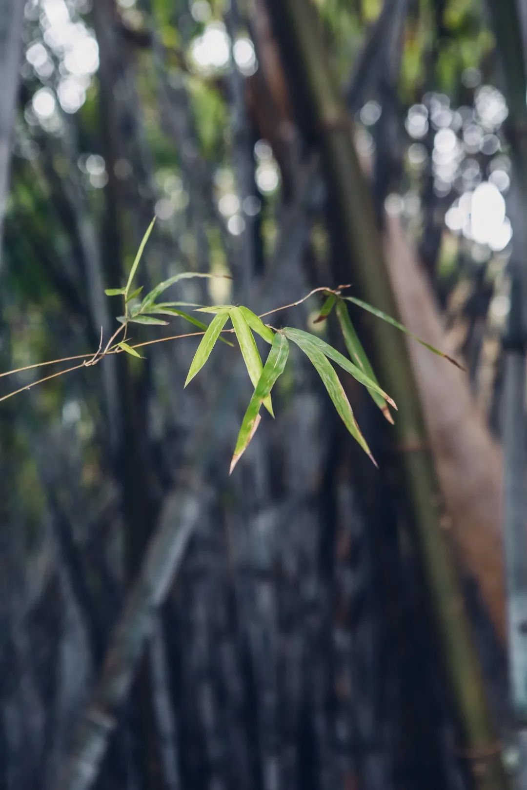 深圳值得打卡拍照的地方10月份,深圳绝美打卡地三月份