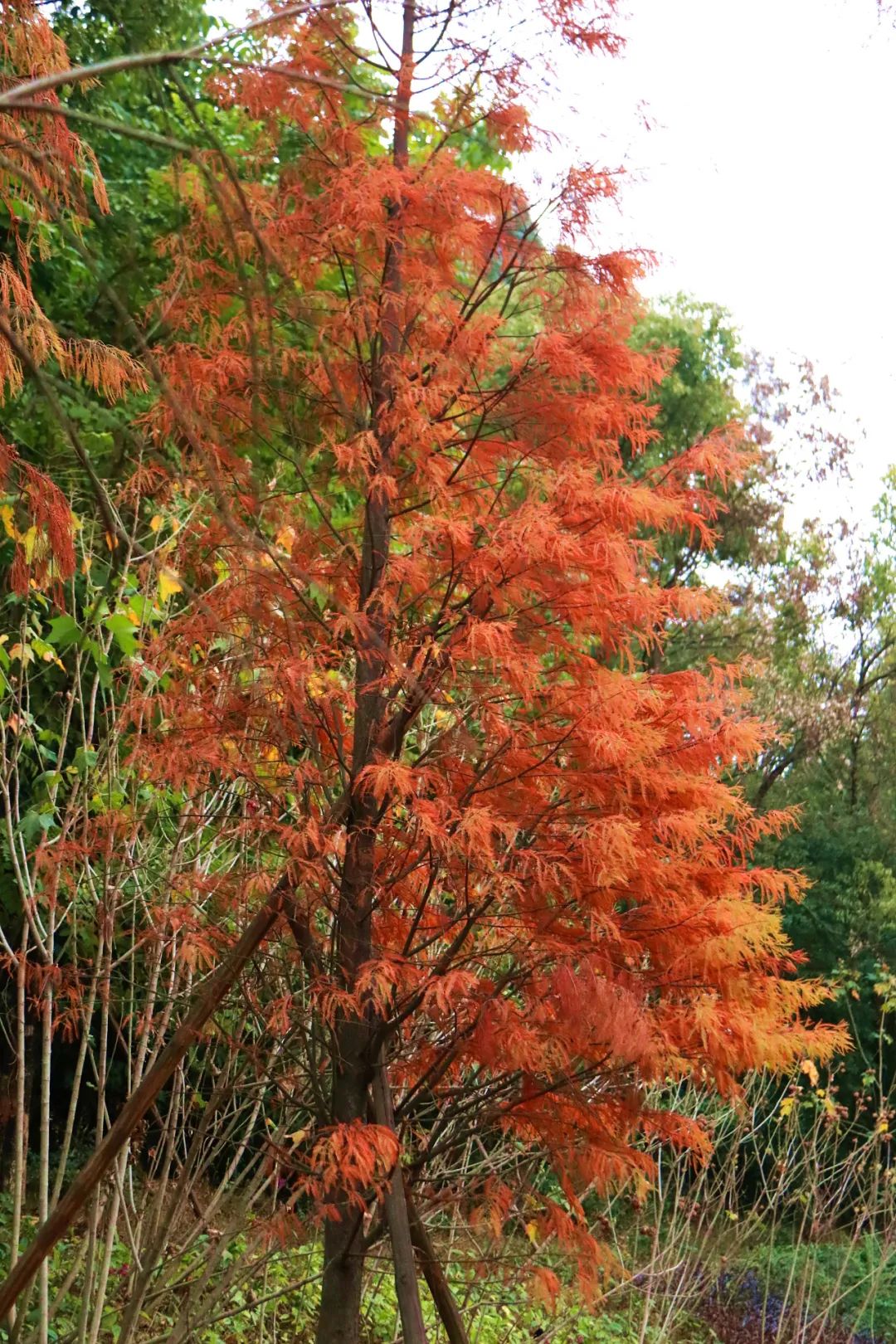 1月最美的佛山藏在这里!全部免费赏!
