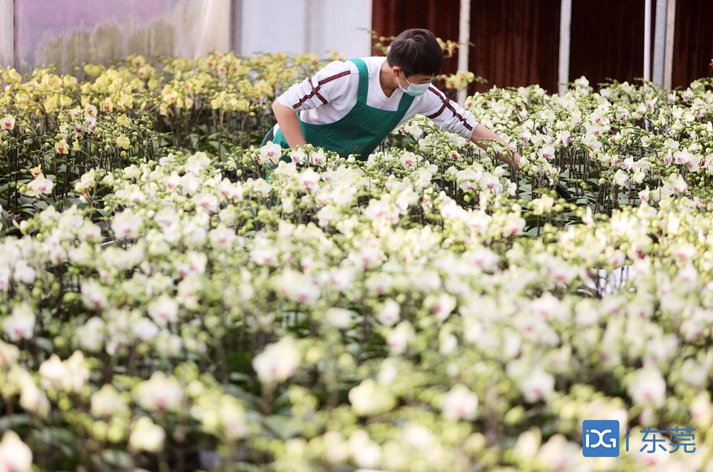 新春走基层|6万株兰花售出近四分之三,石碣这名花农是怎样做到的?
