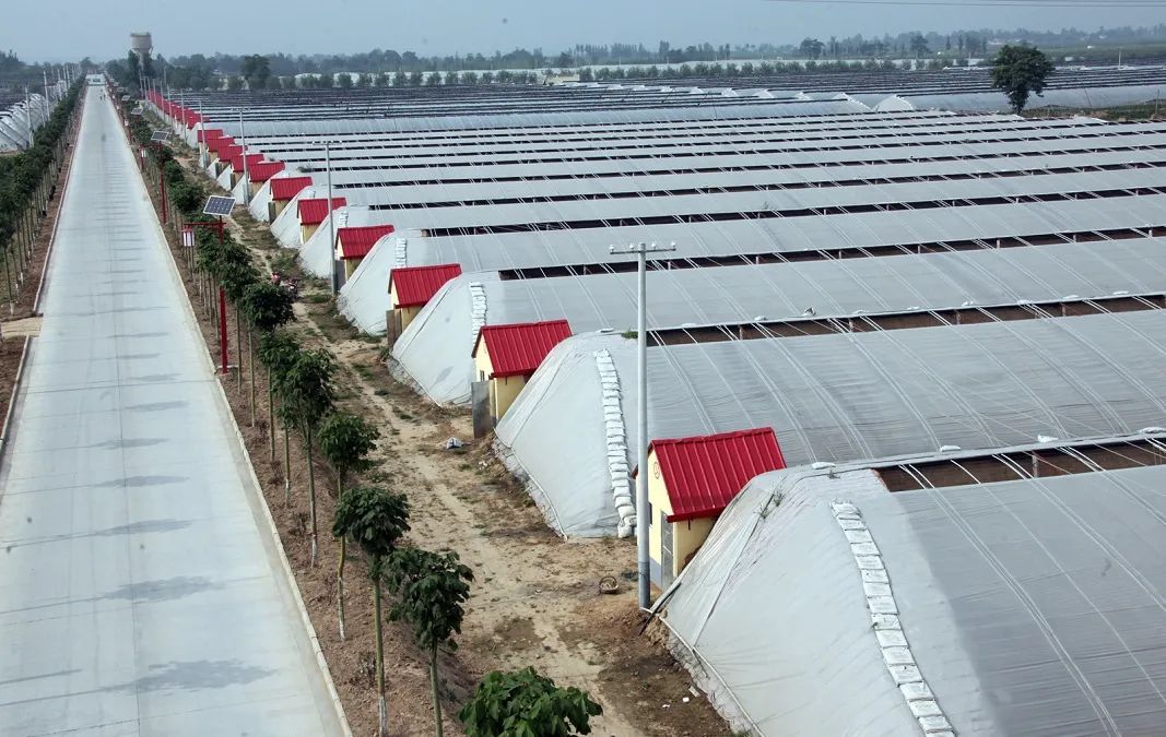 大荔实施乡村振兴,大荔助力乡村振兴