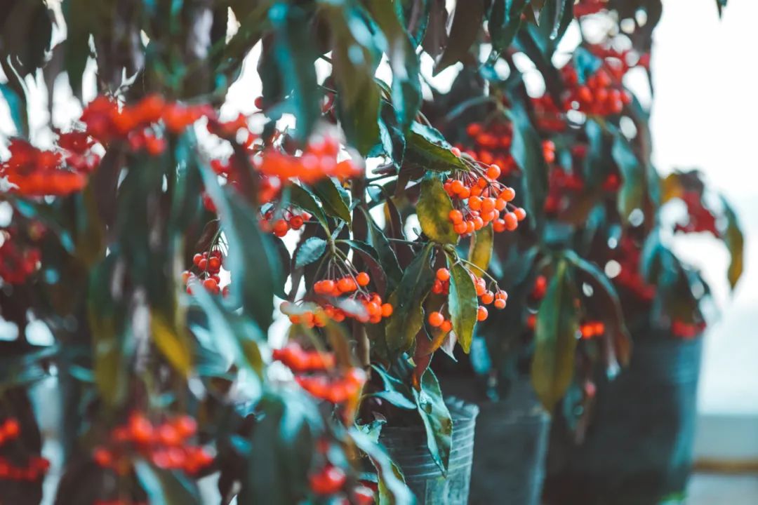逛花市赏花灯,逛新春花市