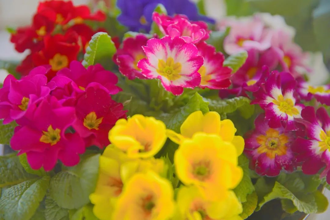 逛花市赏花灯,逛新春花市