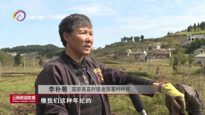 富源魔芋大县打造魔芋产业,富源县富源村魔芋基地