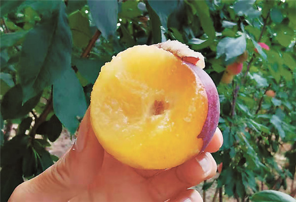 分享姐跨界做微商,分享姐跨界创业