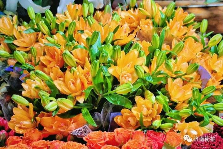 济南花卉市场哪个最大最出名,开放的济南花卉市场有哪些