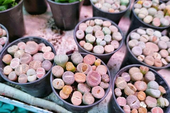 济南花卉市场哪个最大最出名,开放的济南花卉市场有哪些