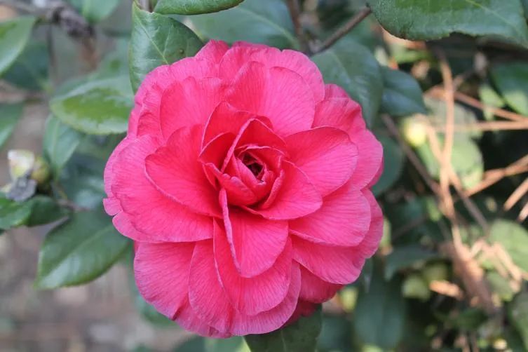 千姿百媚的山茶,千姿百媚的山茶图片