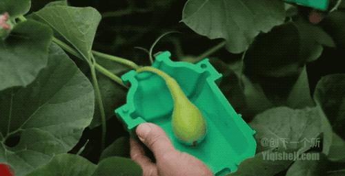 日本人种个葫芦，星巴克咖啡杯就变成了这样