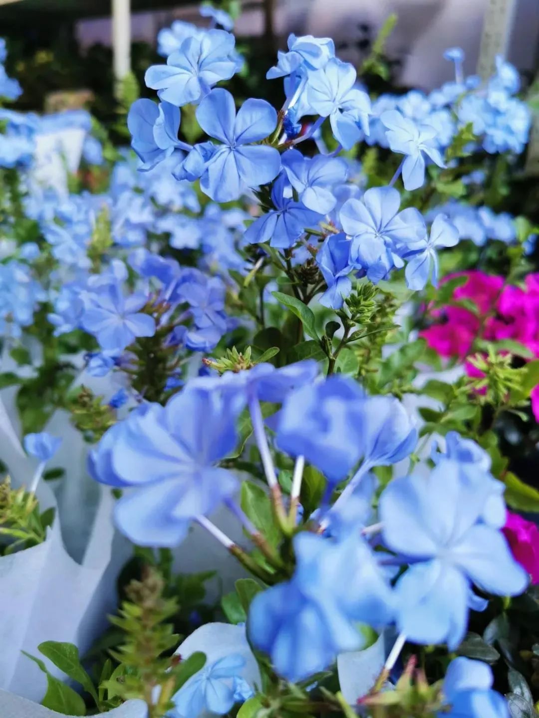 南宁赏花2022,赏花攻略南宁