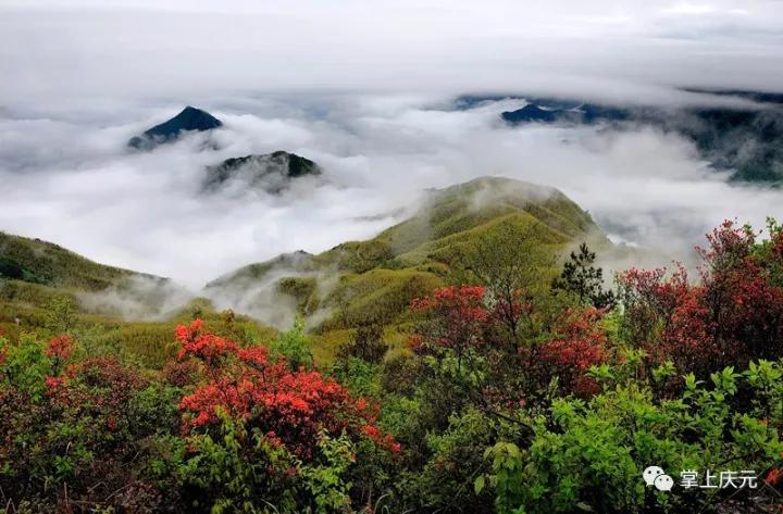 倡议｜认捐苗木，为百山祖国家公园增绿