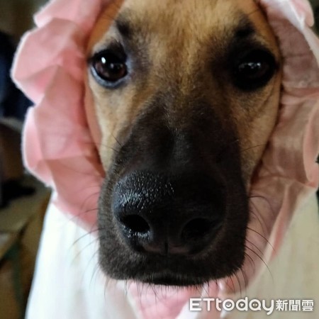 小黄眼眶含泪「馈头嘟黑嘴」求喂食 妈秒融化:谁能拒绝