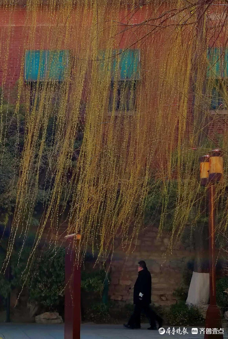 情报站｜暖风吹得游人醉，济南大明湖畔杨柳吐翠春色怡人