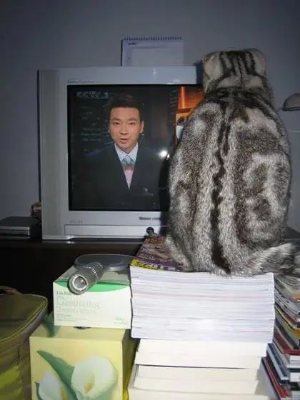 康辉养了几只猫,康辉谈猫落泪