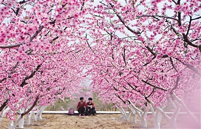 南阳赏花最佳地点,南阳市民赏花踏青乐享春日好时光