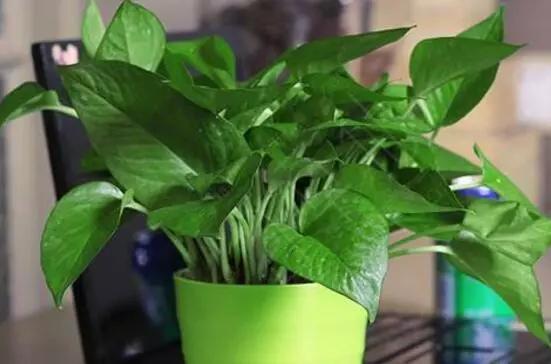 大叶绿萝叶子发黄一招搞定,大叶绿萝的叶子发黄怎么回事