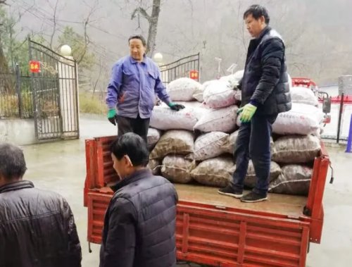 山阳葛条村200余亩天麻丰收！可望带回100余万元收入