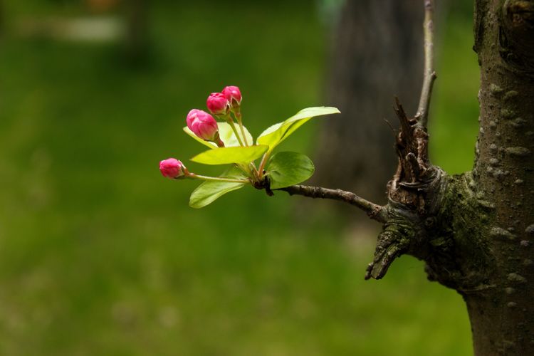 执手春天灼灼其华——咔嚓社最美遇见之寻找校园春意篇