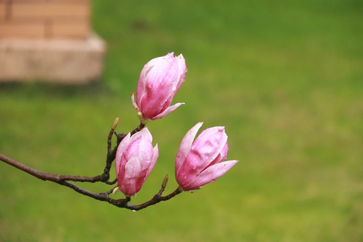 执手春天灼灼其华——咔嚓社最美遇见之寻找校园春意篇