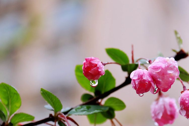 执手春天灼灼其华——咔嚓社最美遇见之寻找校园春意篇