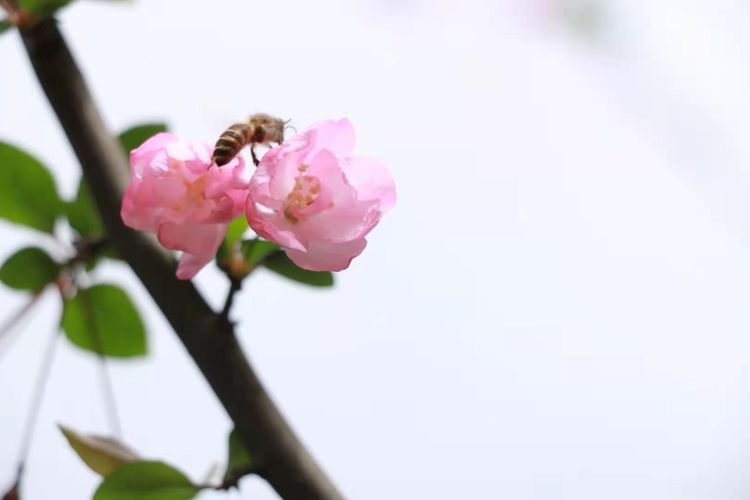 执手春天灼灼其华——咔嚓社最美遇见之寻找校园春意篇