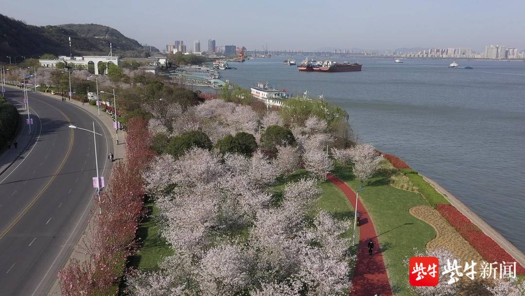 樱花赏花景点,春天去哪里看樱花好玩