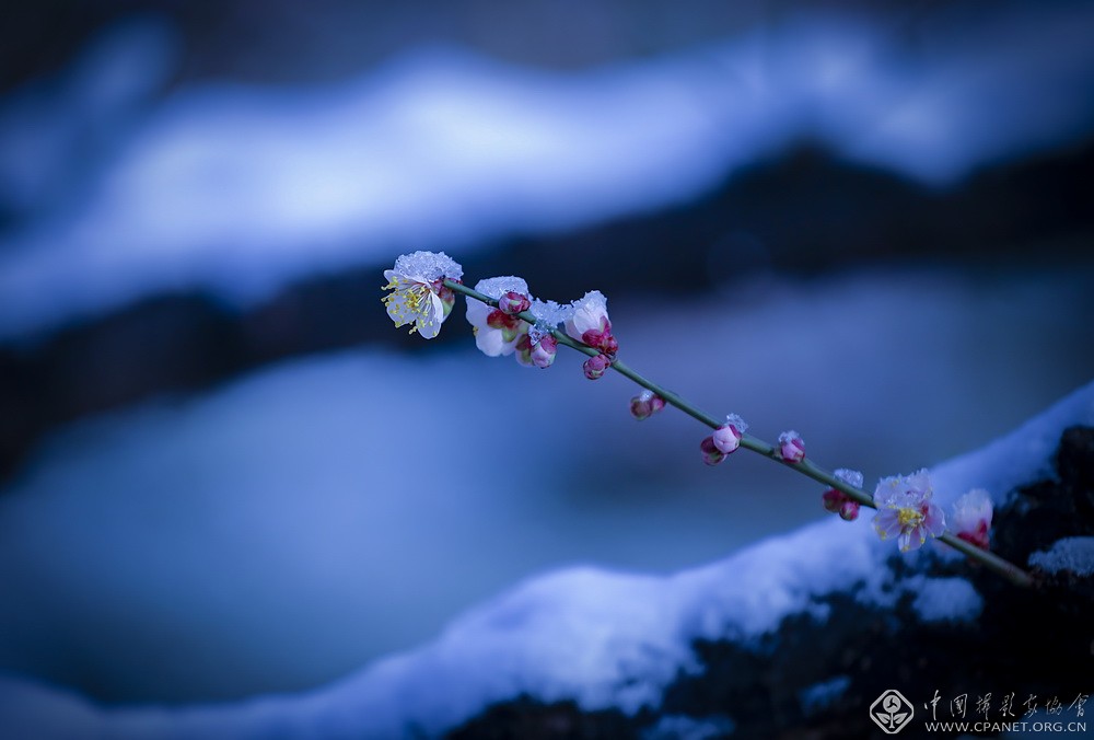 会员佳作｜吉龙生：“美丽中国、绿色江苏”梅花风韵系列作品