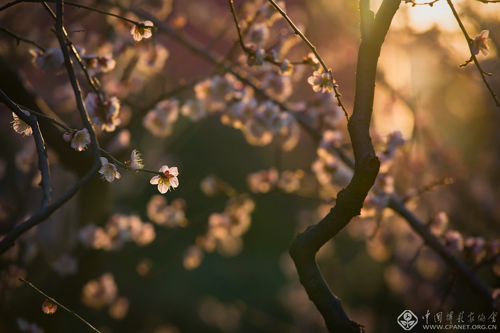 会员佳作｜吉龙生：“美丽中国、绿色江苏”梅花风韵系列作品